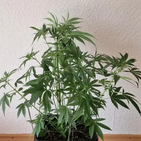 Auto Fractal (Outdoor) Contest Plant #1