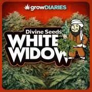 White Widow | Divine Seeds