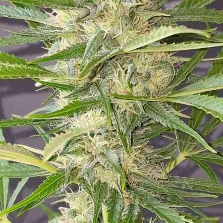 Auto Fractal (Outdoor) Contest Plant #1