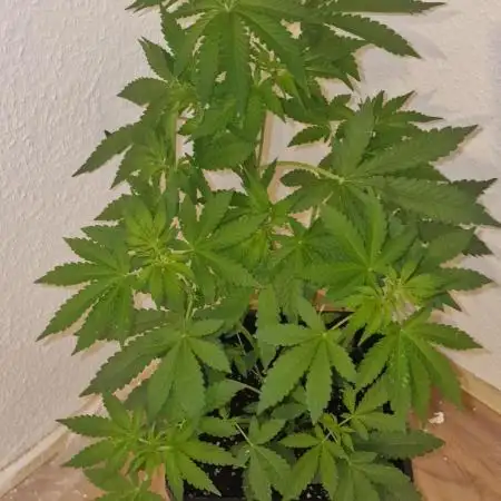 Auto AK 47 XL (Outdoor) Contest Plant #2
