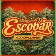 Escobar Auto (Divine Seeds)