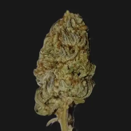 Tropicana Cookies 1.0