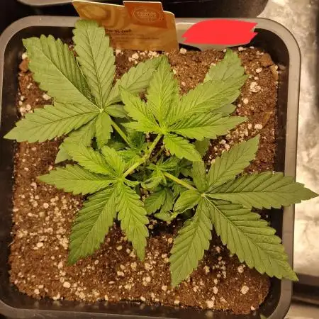 Do-Si-Dos (Indoor) Zamnesia