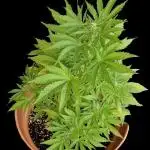 Cosmos F1 CBD (Outdoor)