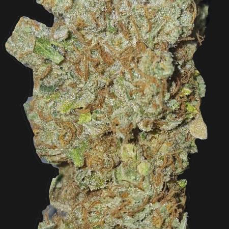 Gorilla Melon (Outdoor to Indoor)
