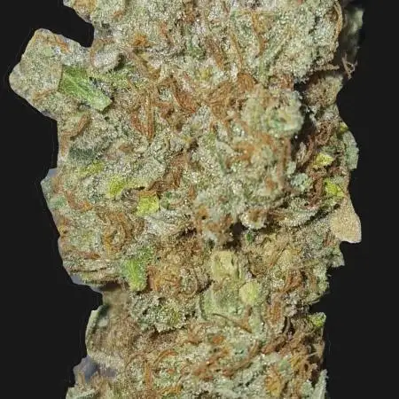 Gorilla Melon (Outdoor to Indoor)