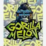 Gorilla Melon (Outdoor to Indoor)