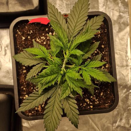 Bokito Banana Kush (Indoor) Dutchfem
