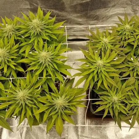 In House Genetics, Fastbuds • BioBizz