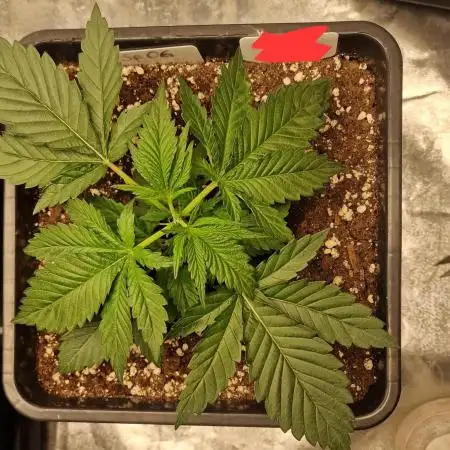 Spooky OG (Indoor) Pure Instinto