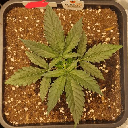 Bokito Banana Kush (Indoor) Dutchfem