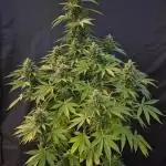 Auto AK 47 XL (Outdoor) Contest Plant #2