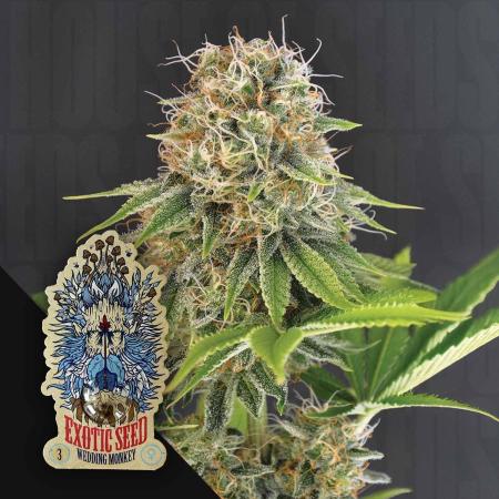 Wedding Monkey | Exotic Seeds