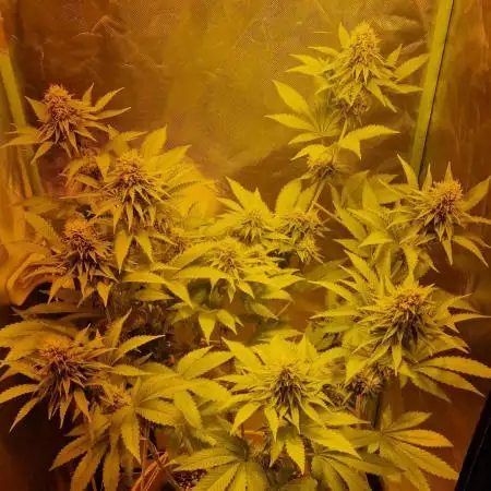 Gorilla Melon (Outdoor to Indoor)