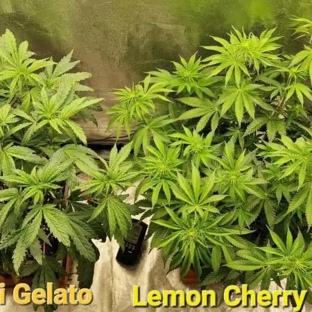 Lemon Cherry Runtz (Indoor) FastBuds