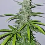 Green Crack F1 (Outdoor)