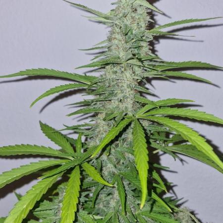 Green Crack F1 (Outdoor)