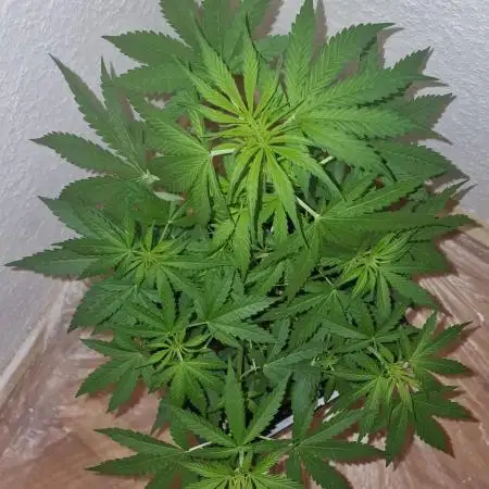 Auto Fractal (Outdoor) Contest Plant #1