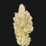 Rainbow Melon (Indoor) Fastbuds
