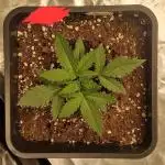 Girl Scout Kush (Indoor) Dutchfem