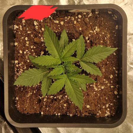 Girl Scout Kush (Indoor) Dutchfem
