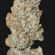 Auto Fractal (Outdoor) Contest Plant #1