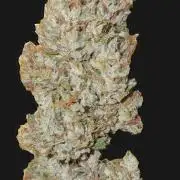 Auto Fractal (Outdoor) Contest Plant #1