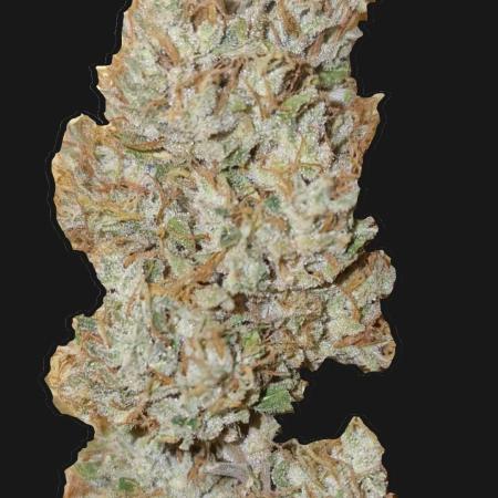 Auto Fractal (Outdoor) Contest Plant #1