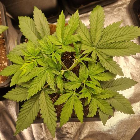 Do-Si-Dos (Indoor) Zamnesia