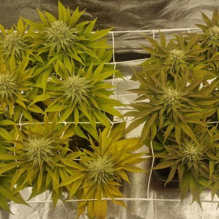In House Genetics, Fastbuds • BioBizz