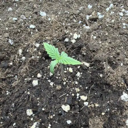 Escobar Auto (Divine Seeds)