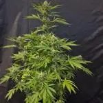 Auto Fractal (Outdoor) Contest Plant #1