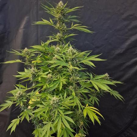 Auto Fractal (Outdoor) Contest Plant #1