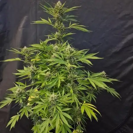 Auto Fractal (Outdoor) Contest Plant #1