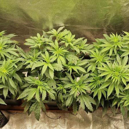 Papayton (Indoor) FastBuds