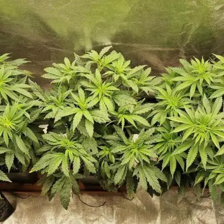 Papayton (Indoor) FastBuds