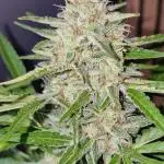 Pineapple Express F1 (Outdoor) Zamnesia