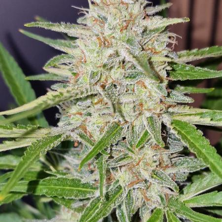 Pineapple Express F1 (Outdoor) Zamnesia
