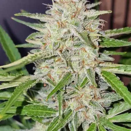 Pineapple Express F1 (Outdoor) Zamnesia
