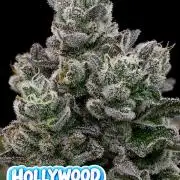 Hollywood Rain | Anesia Seeds