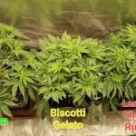 Lemon Cherry Runtz (Indoor) FastBuds