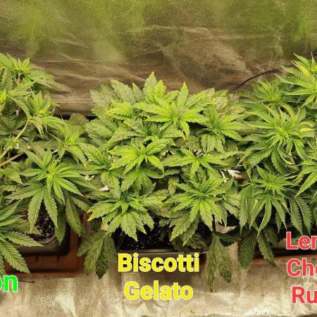 Lemon Cherry Runtz (Indoor) FastBuds