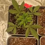 Tangerine Dream (Indoor) Barney's Farm