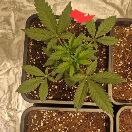 Tangerine Dream (Indoor) Barney's Farm
