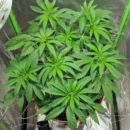 Gorilla Melon (Outdoor to Indoor)