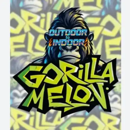 Gorilla Melon (Outdoor to Indoor)
