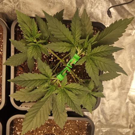 FFNA2411 (Indoor) FastBuds