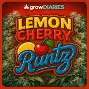 Lemon Cherry Runtz | Fastbuds