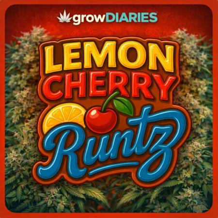 Lemon Cherry Runtz | Fastbuds