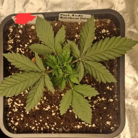 Rainbow Melon (Indoor) Fastbuds